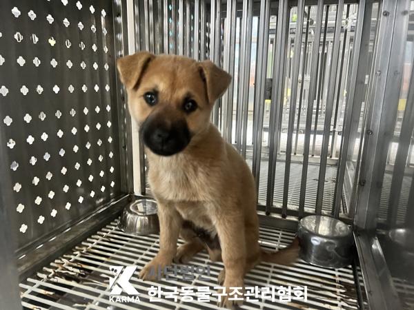 종료(안락사) 믹스…